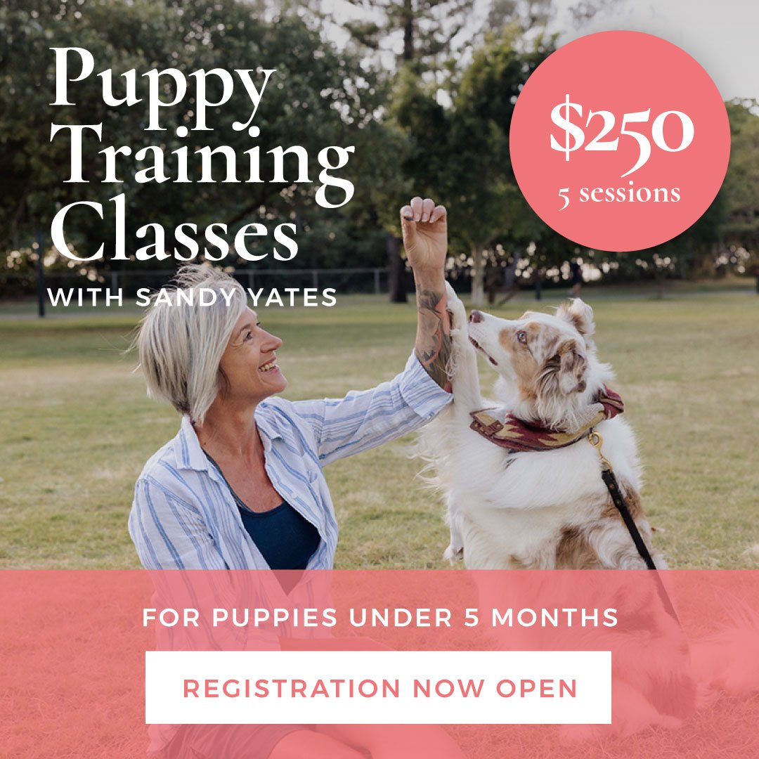 Noelles Pet Love Puppy Training Classes web popup