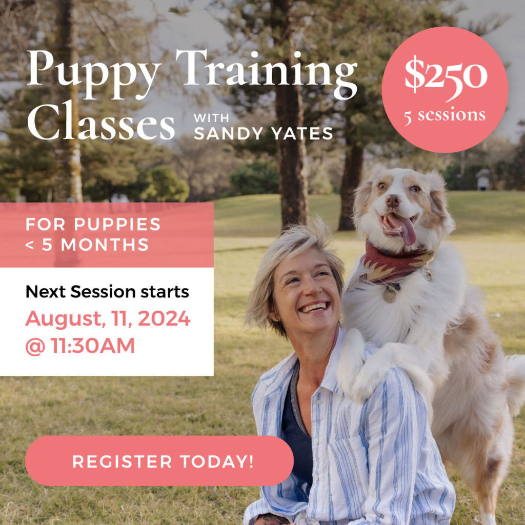 Noelles Pet Love Puppy Training Classes Aug112024