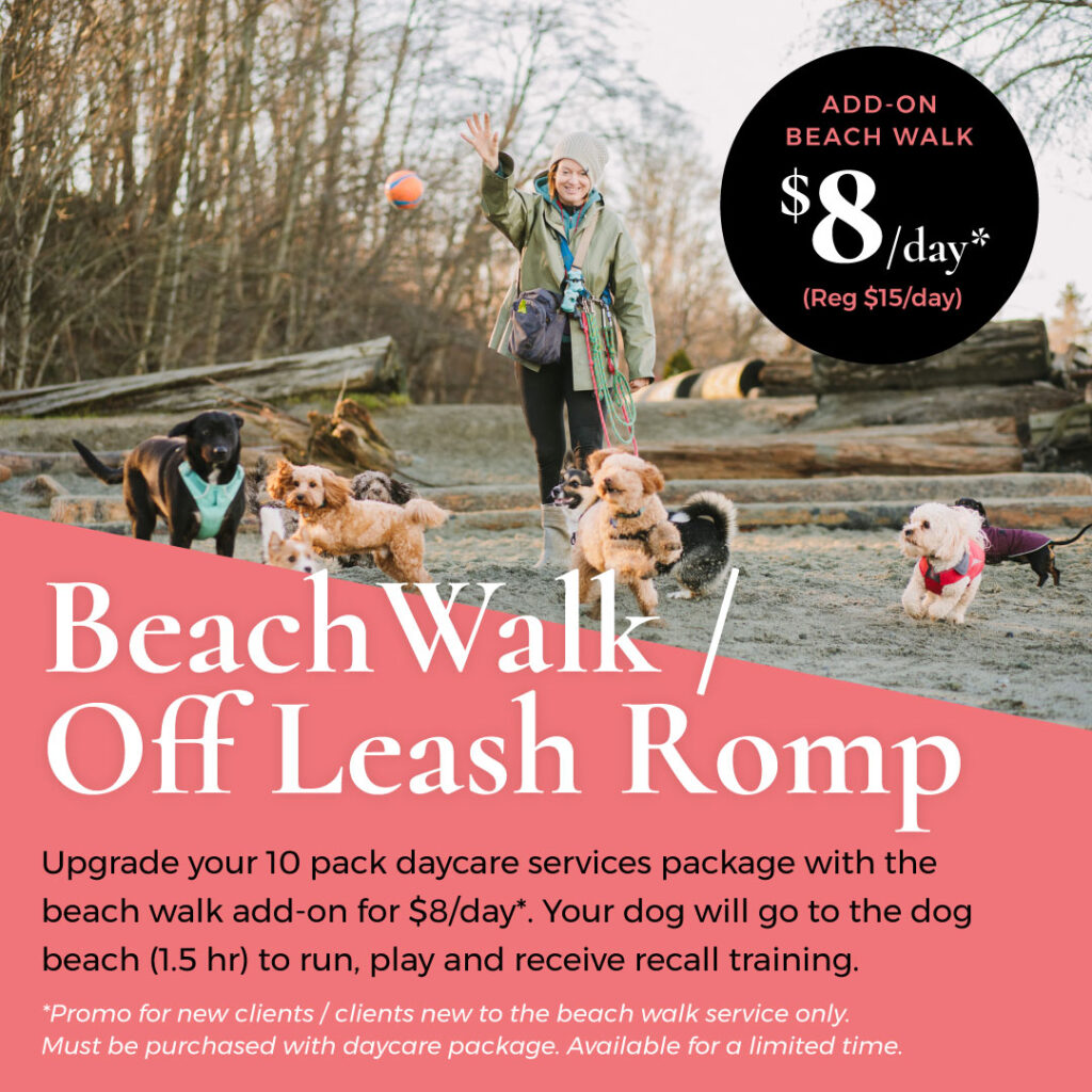 Noelles Pet Love Beach Walk Promo Dec72025