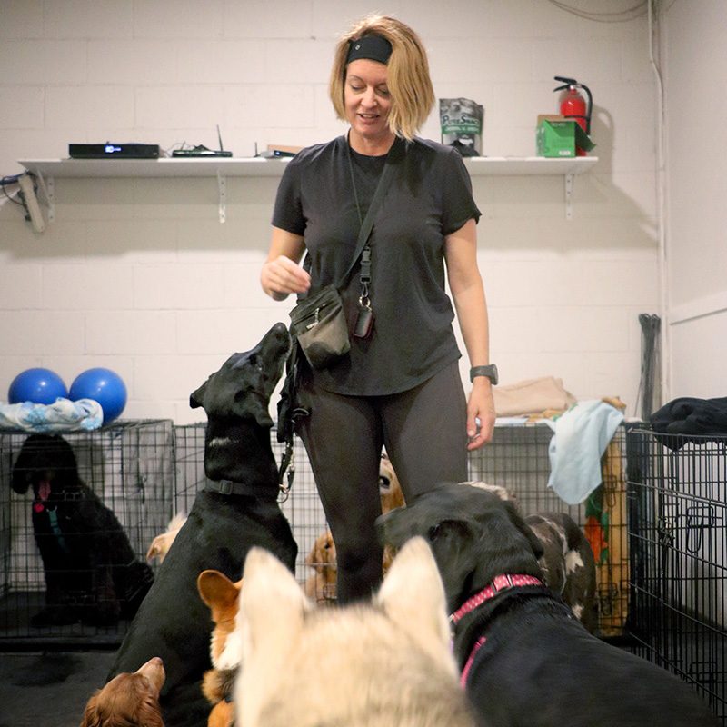 noelles pet love dog training kitsilano vancouver gallery 1