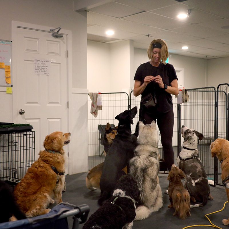 noelles pet love dog training kitsilano vancouver Doggy Daycare with Training