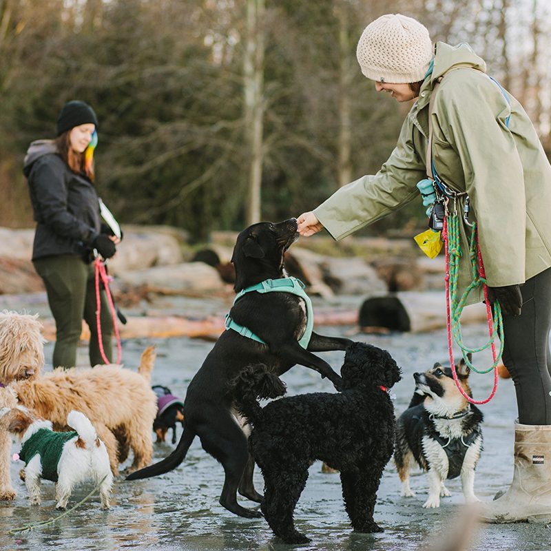 noelles pet love dog walking 1