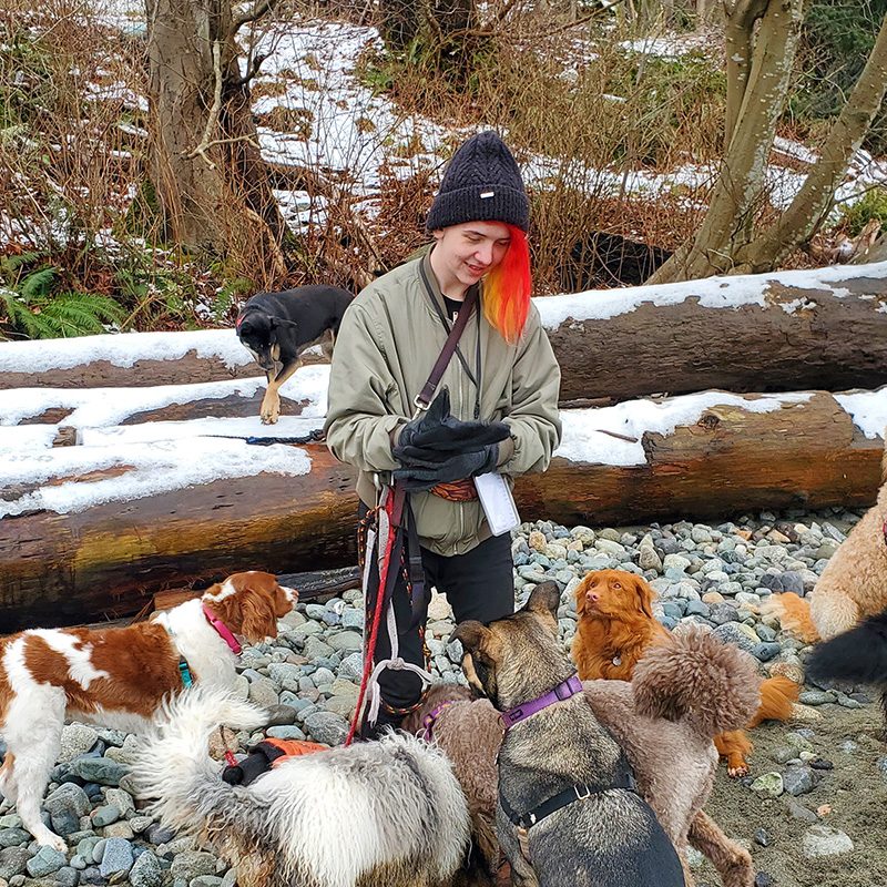 noelles pet love dog walking Vincent 800x800 1