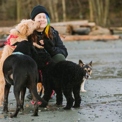 noelles pet love doggy daycare vision 2